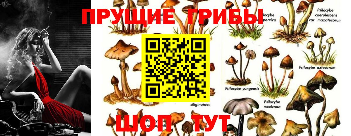 Галлюциногенные грибы Psilocybine cubensis Саранск